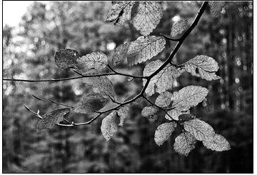 Huế Tản Văn - Áo Bay Khép Mở Nhiều Tâm Sự